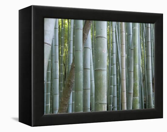 Bamboo Forest, Kyoto, Japan-Gavriel Jecan-Framed Premier Image Canvas