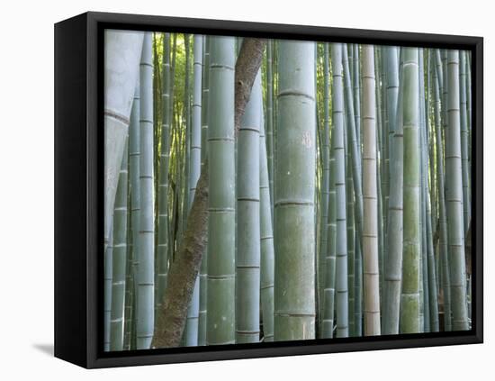 Bamboo Forest, Kyoto, Japan-Gavriel Jecan-Framed Premier Image Canvas