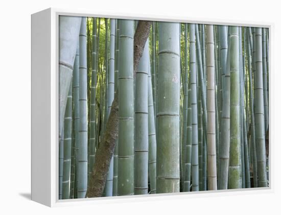 Bamboo Forest, Kyoto, Japan-Gavriel Jecan-Framed Premier Image Canvas