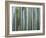 Bamboo Forest, Kyoto, Japan-Gavriel Jecan-Framed Photographic Print