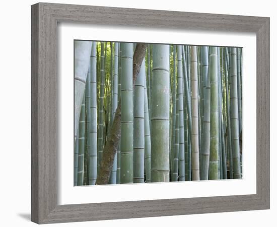 Bamboo Forest, Kyoto, Japan-Gavriel Jecan-Framed Photographic Print