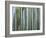 Bamboo Forest, Kyoto, Japan-Gavriel Jecan-Framed Photographic Print