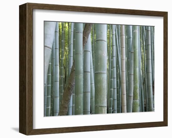 Bamboo Forest, Kyoto, Japan-Gavriel Jecan-Framed Photographic Print