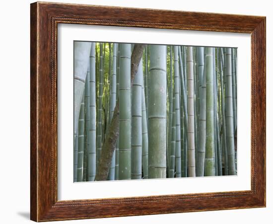 Bamboo Forest, Kyoto, Japan-Gavriel Jecan-Framed Photographic Print