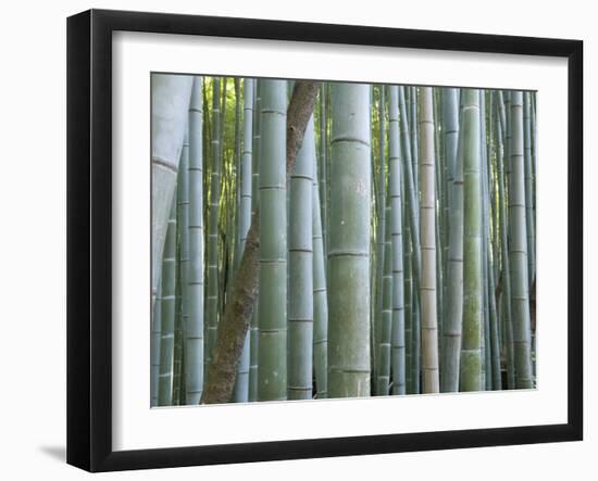 Bamboo Forest, Kyoto, Japan-Gavriel Jecan-Framed Photographic Print