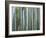 Bamboo Forest, Kyoto, Japan-Gavriel Jecan-Framed Photographic Print