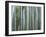 Bamboo Forest, Kyoto, Japan-Gavriel Jecan-Framed Photographic Print