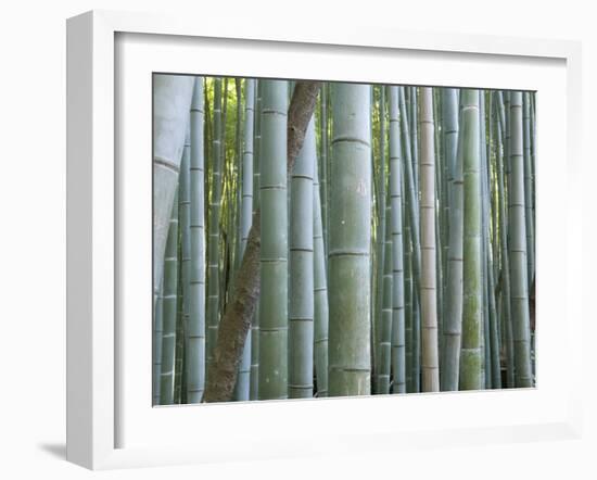 Bamboo Forest, Kyoto, Japan-Gavriel Jecan-Framed Photographic Print