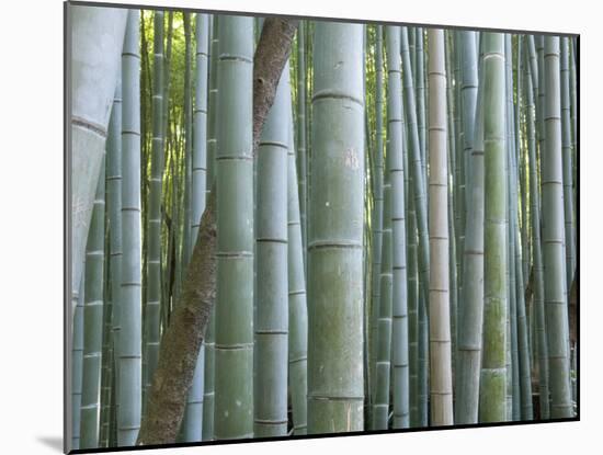 Bamboo Forest, Kyoto, Japan-Gavriel Jecan-Mounted Photographic Print