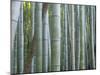 Bamboo Forest, Kyoto, Japan-Gavriel Jecan-Mounted Photographic Print