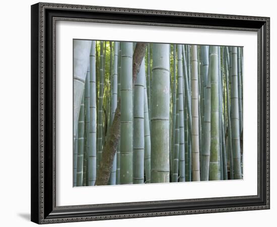 Bamboo Forest, Kyoto, Japan-Gavriel Jecan-Framed Photographic Print