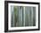 Bamboo Forest, Kyoto, Japan-Gavriel Jecan-Framed Photographic Print