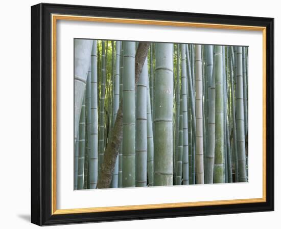 Bamboo Forest, Kyoto, Japan-Gavriel Jecan-Framed Photographic Print