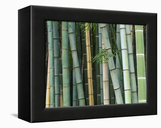 Bamboo Forest, Kyoto, Japan-Rob Tilley-Framed Premier Image Canvas