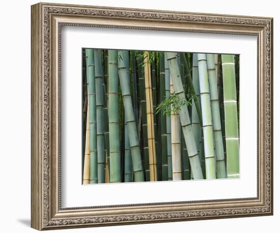 Bamboo Forest, Kyoto, Japan-Rob Tilley-Framed Photographic Print