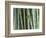 Bamboo Forest, Kyoto, Japan-Rob Tilley-Framed Photographic Print