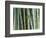 Bamboo Forest, Kyoto, Japan-Rob Tilley-Framed Photographic Print