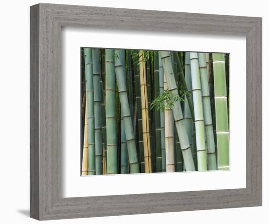 Bamboo Forest, Kyoto, Japan-Rob Tilley-Framed Photographic Print