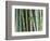 Bamboo Forest, Kyoto, Japan-Rob Tilley-Framed Photographic Print