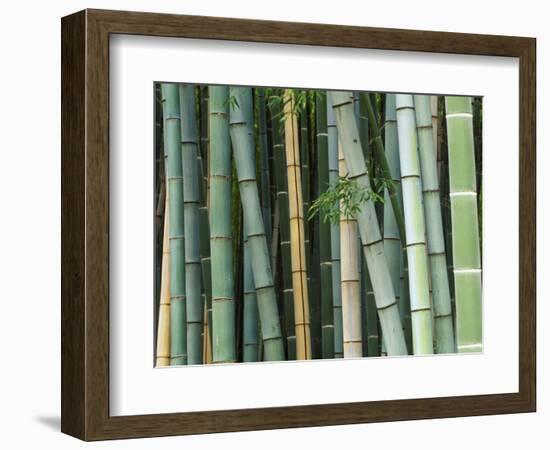 Bamboo Forest, Kyoto, Japan-Rob Tilley-Framed Photographic Print