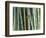 Bamboo Forest, Kyoto, Japan-Rob Tilley-Framed Photographic Print