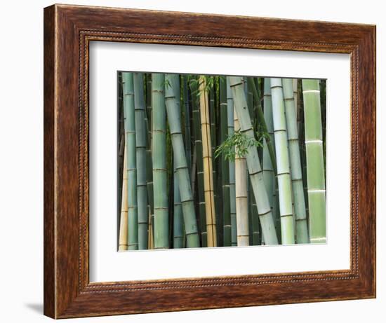 Bamboo Forest, Kyoto, Japan-Rob Tilley-Framed Photographic Print