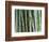 Bamboo Forest, Kyoto, Japan-Rob Tilley-Framed Photographic Print