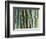 Bamboo Forest, Kyoto, Japan-Rob Tilley-Framed Photographic Print