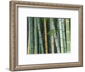 Bamboo Forest, Kyoto, Japan-Rob Tilley-Framed Photographic Print