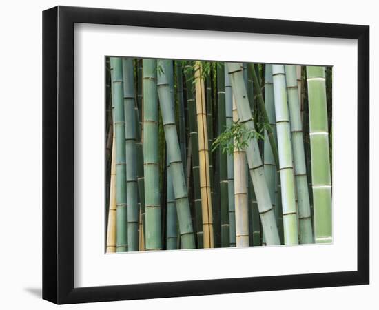 Bamboo Forest, Kyoto, Japan-Rob Tilley-Framed Photographic Print