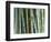 Bamboo Forest, Kyoto, Japan-Rob Tilley-Framed Photographic Print