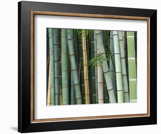 Bamboo Forest, Kyoto, Japan-Rob Tilley-Framed Photographic Print