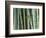 Bamboo Forest, Kyoto, Japan-Rob Tilley-Framed Photographic Print