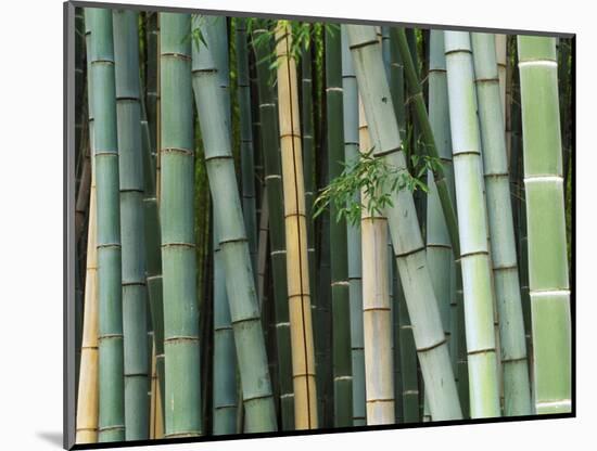 Bamboo Forest, Kyoto, Japan-Rob Tilley-Mounted Photographic Print