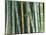 Bamboo Forest, Kyoto, Japan-Rob Tilley-Mounted Photographic Print