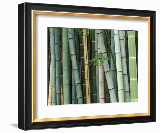 Bamboo Forest, Kyoto, Japan-Rob Tilley-Framed Photographic Print