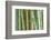 Bamboo Forest, Kyoto, Japan-Rob Tilley-Framed Photographic Print