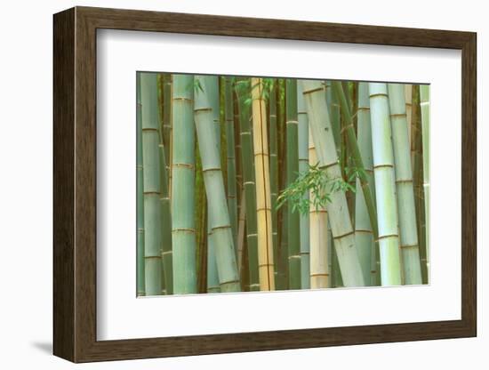 Bamboo Forest, Kyoto, Japan-Rob Tilley-Framed Photographic Print