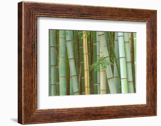 Bamboo Forest, Kyoto, Japan-Rob Tilley-Framed Photographic Print