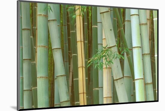 Bamboo Forest, Kyoto, Japan-Rob Tilley-Mounted Photographic Print