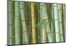 Bamboo Forest, Kyoto, Japan-Rob Tilley-Mounted Photographic Print