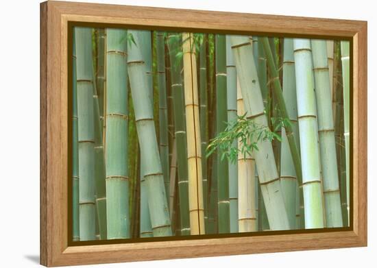 Bamboo Forest, Kyoto, Japan-Rob Tilley-Framed Premier Image Canvas