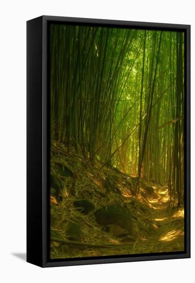 Bamboo Forest, Maui-Vincent James-Framed Premier Image Canvas