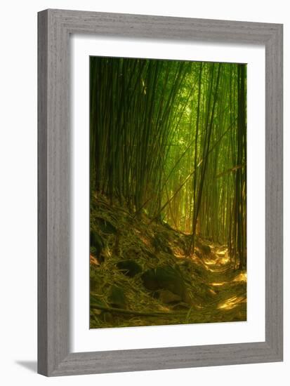 Bamboo Forest, Maui-Vincent James-Framed Photographic Print