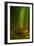 Bamboo Forest, Maui-Vincent James-Framed Photographic Print