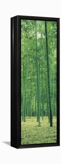 Bamboo Forest Nagaokakyo Kyoto Japan-null-Framed Stretched Canvas