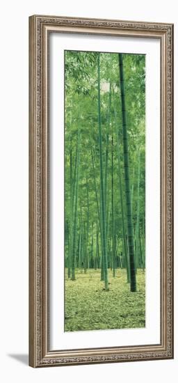 Bamboo Forest Nagaokakyo Kyoto Japan-null-Framed Photographic Print