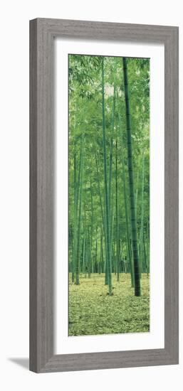 Bamboo Forest Nagaokakyo Kyoto Japan-null-Framed Photographic Print