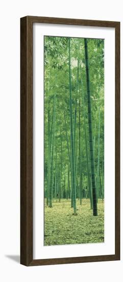 Bamboo Forest Nagaokakyo Kyoto Japan-null-Framed Photographic Print