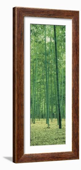 Bamboo Forest Nagaokakyo Kyoto Japan-null-Framed Photographic Print